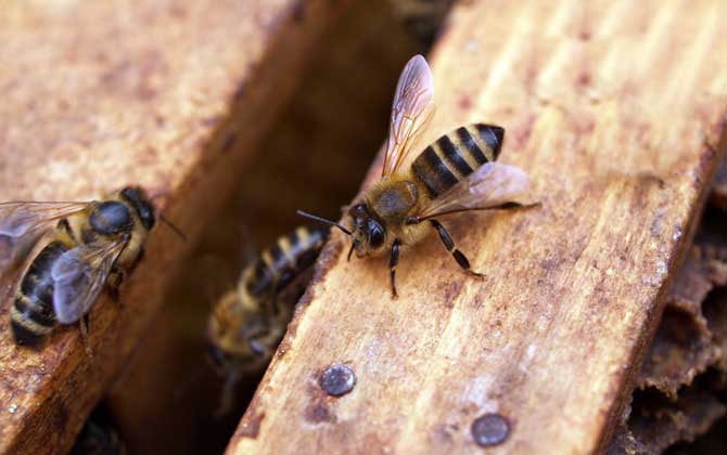 新手如何養(yǎng)蜜蜂?養(yǎng)蜂是個(gè)技術(shù)活,新手要養(yǎng)好蜜蜂并不簡(jiǎn)單! 養(yǎng)蜂