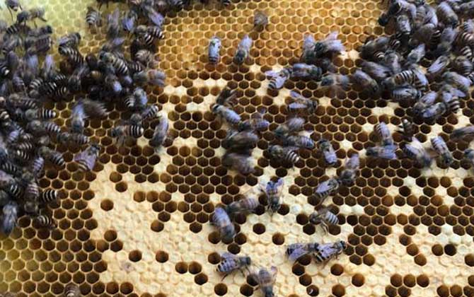 雄蜂有哪些特點和作用? 雄蜂