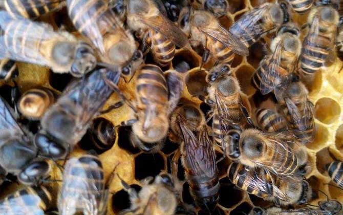 雄蜂有哪些特點和作用? 雄蜂