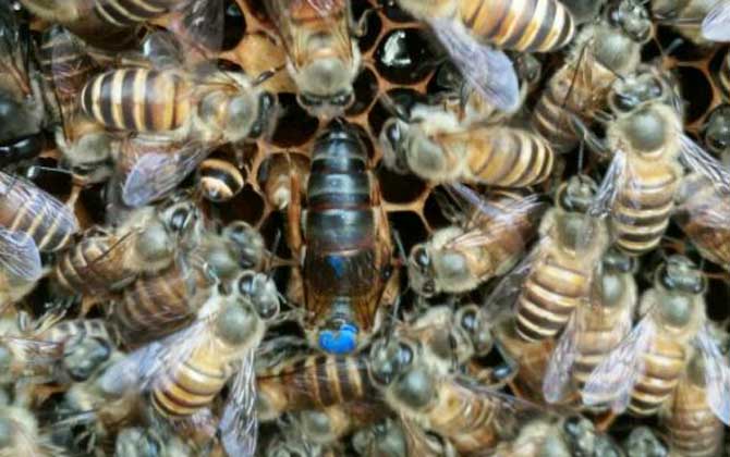 新收蜂群沒(méi)有蜂王怎么辦? 蜂王