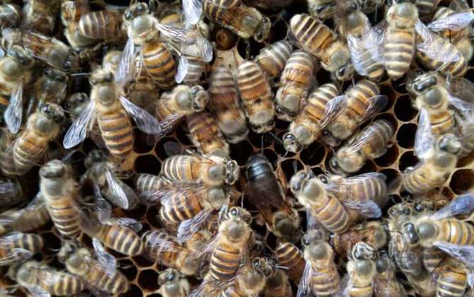 新收蜂群沒(méi)有蜂王怎么辦? 蜂王