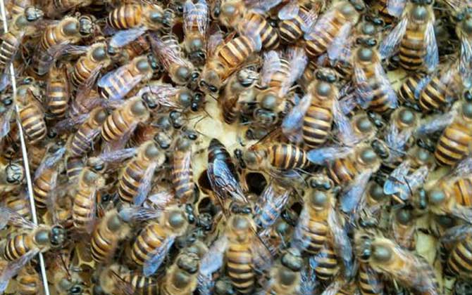 新收蜂群沒(méi)有蜂王怎么辦? 蜂王