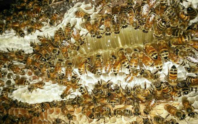 怎樣招蜜蜂方法最快 怎樣招蜜蜂