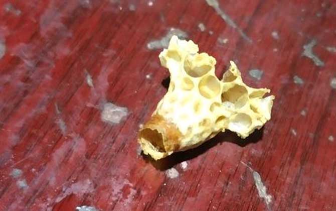 怎樣人工培育蜂王? 人工育王