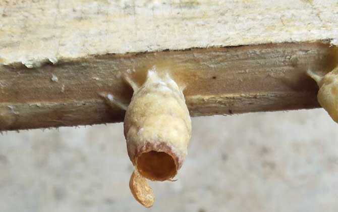 人工王臺怎么做最簡單? 人工王臺