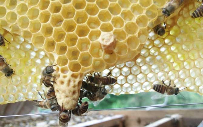 人工王臺怎么做最簡單? 人工王臺