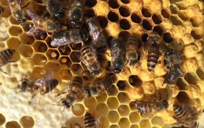 養(yǎng)蜂什么時(shí)候換王最好? 換王