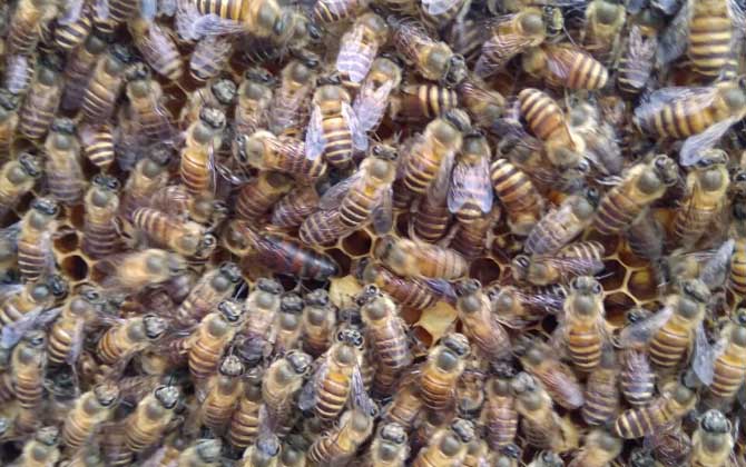 養(yǎng)蜂什么時(shí)候換王最好? 換王