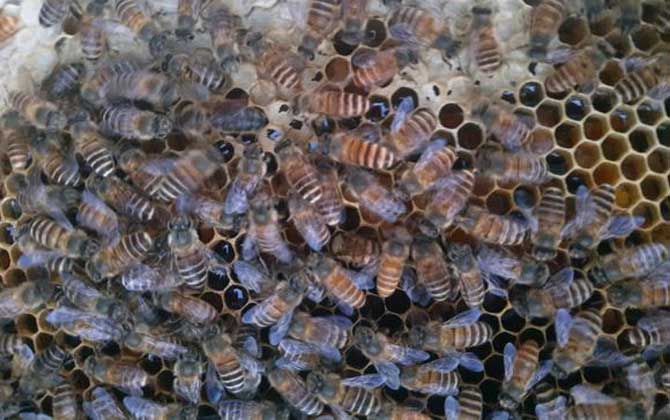 蜂群怎么合并不打架? 蜂群合并