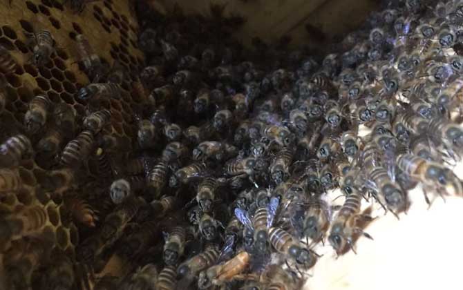 怎么原地分蜂不回蜂? 原地分蜂