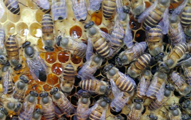 怎么原地分蜂不回蜂? 原地分蜂