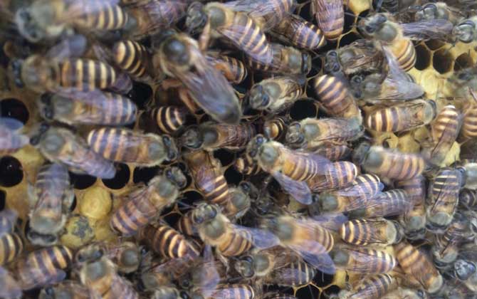 如何利用急造王臺(tái)分蜂? 急造王臺(tái)