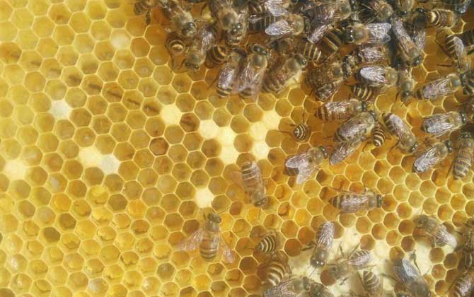 如何利用急造王臺(tái)分蜂? 急造王臺(tái)