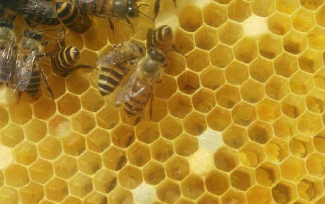 如何利用急造王臺(tái)分蜂? 急造王臺(tái)