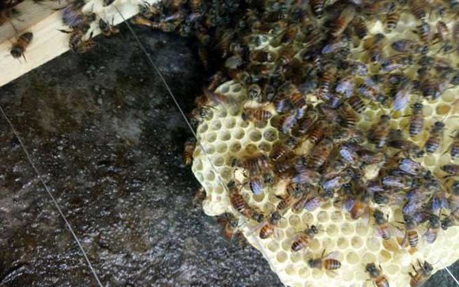 夏季怎樣讓蜂王多產(chǎn)卵? 夏季蜂王產(chǎn)卵