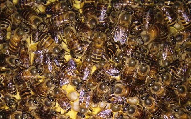 夏季怎么讓蜜蜂不斷子? 蜜蜂不斷子