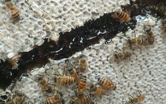 蜜蜂夏季怎么快速繁殖? 蜜蜂夏季快速繁殖