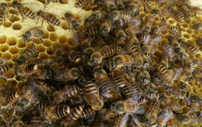 蜜蜂夏季養(yǎng)殖管理技術(shù) 蜜蜂夏季養(yǎng)殖