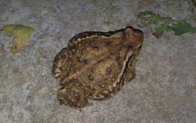 蜜蜂的天敵是什么動物? 蟾蜍