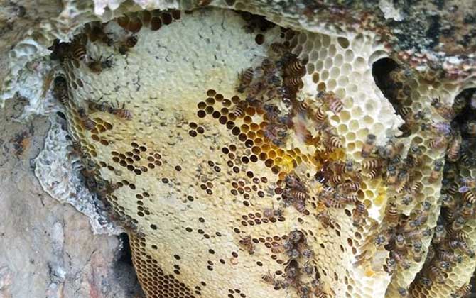 蜜蜂最怕什么東西? 煙火