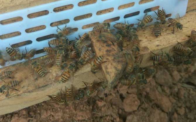 養(yǎng)蜂防止螞蟻