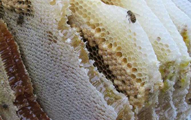 純天然蜂蜜多少錢一斤? 純天然蜂蜜