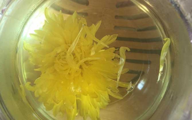 蜂蜜菊花茶的功效及簡(jiǎn)單做法 蜂蜜菊花茶