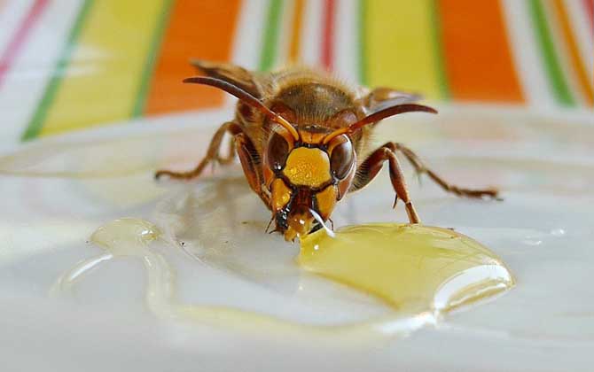 蜂蜜祛斑最有效的方法 蜂蜜