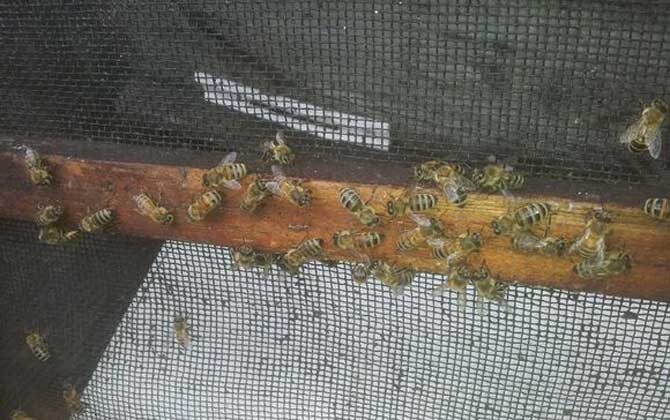 蜂膠是什么東西制作的? 蜂膠