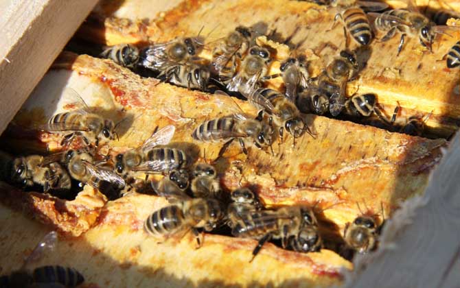 蜂膠可以長(zhǎng)期服用嗎? 蜂膠