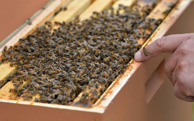 蜂膠可以長(zhǎng)期服用嗎? 蜂膠