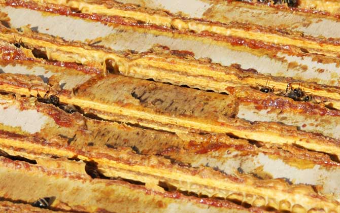 蜂膠含有哪些營養(yǎng)成分? 蜂膠