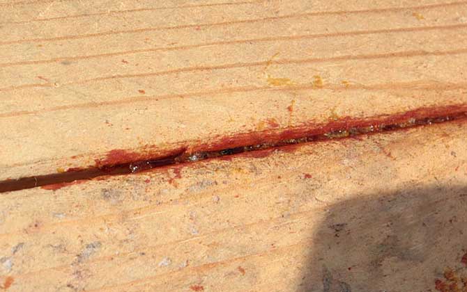 蜂膠含有哪些營養(yǎng)成分? 蜂膠