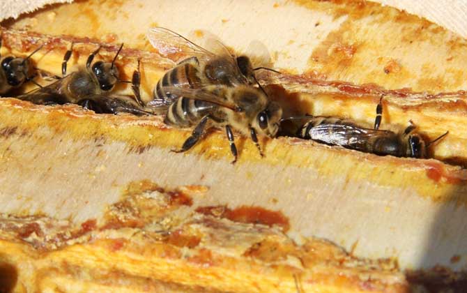 蜂膠含有哪些營養(yǎng)成分? 蜂膠