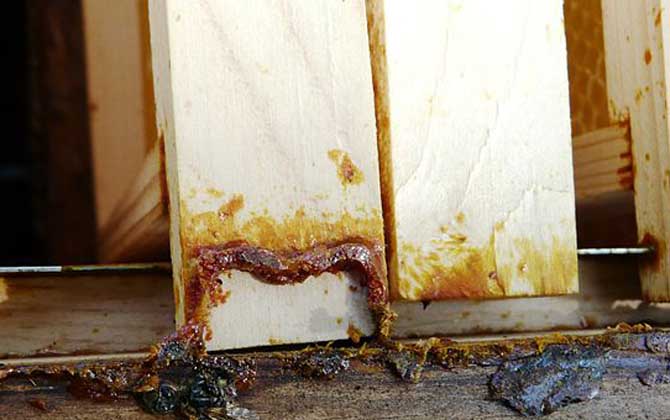 蜂膠含有哪些營養(yǎng)成分? 蜂膠