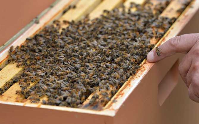 蜂膠含有哪些營養(yǎng)成分? 蜂膠