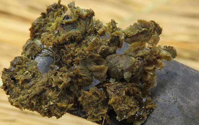 蜂膠和蜂王漿的區別 蜂膠