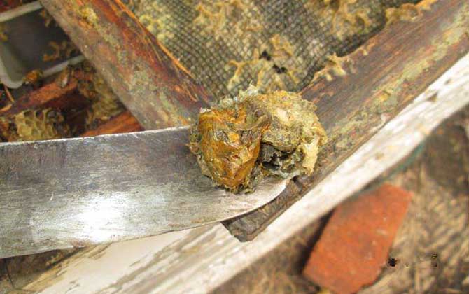 蜂膠泡酒一天喝多少合適? 蜂膠