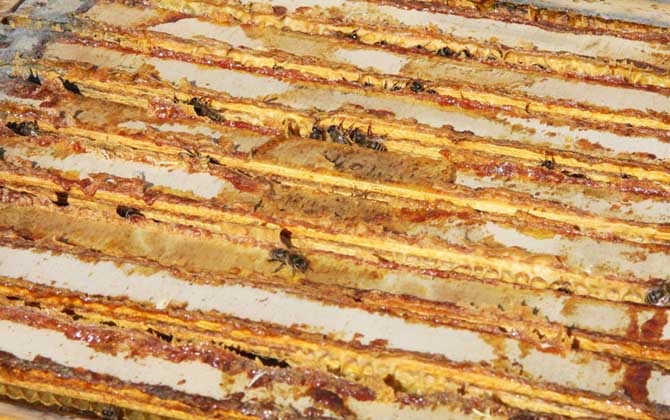 蜂膠泡酒一天喝多少合適? 蜂膠