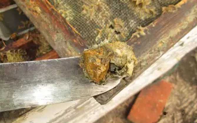 蜂膠的八大功效與作用 蜂膠