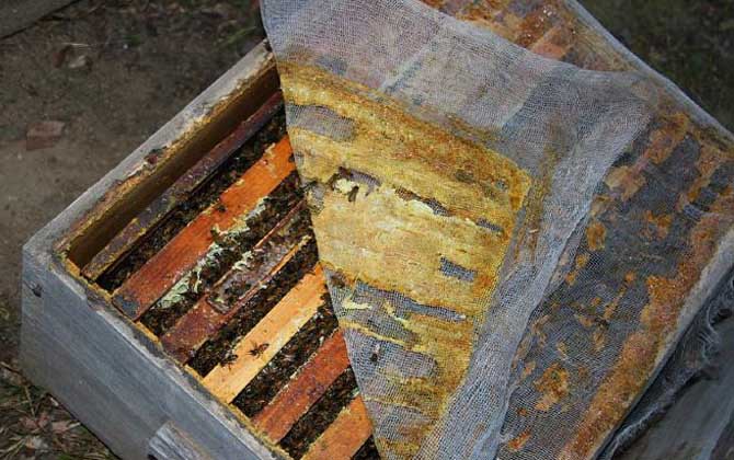 蜂膠的八大功效與作用 蜂膠