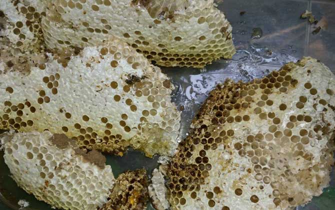 蜂巢價格多少錢一斤? 蜂巢