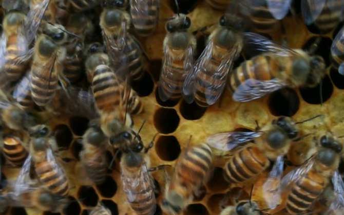 蜂巢是怎么形成的? 蜂巢