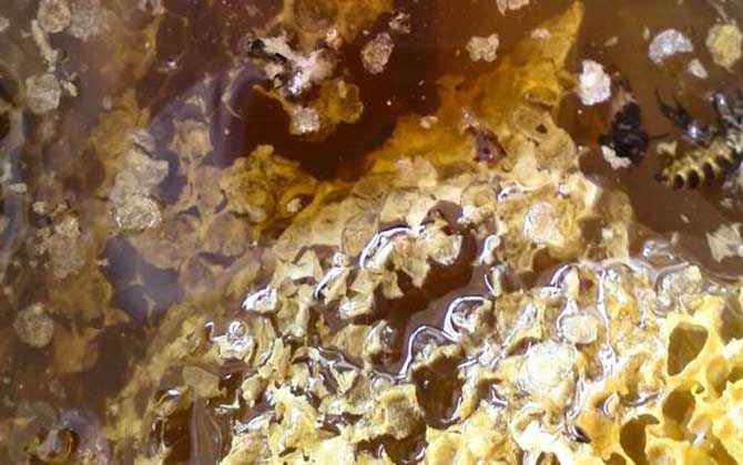 蜂巢是怎么形成的? 蜂巢