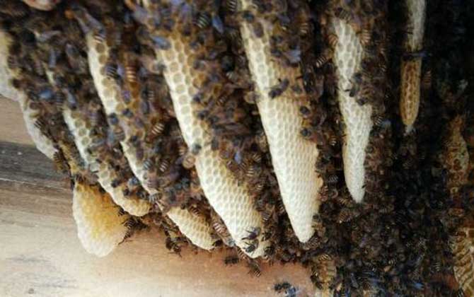 蜂巢是怎么形成的? 蜂巢