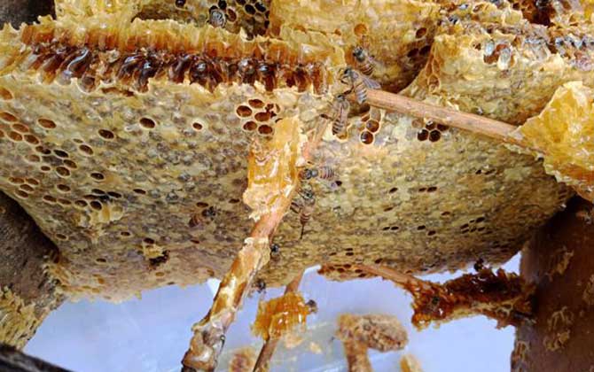 蜜蜂窩泡酒的功效及簡(jiǎn)單做法 蜜蜂窩