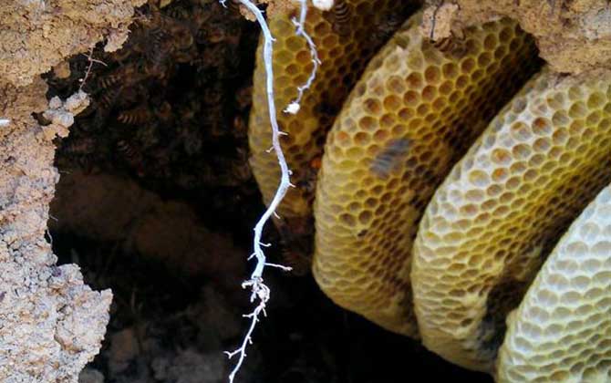 蜂巢和蜂膠的區別 蜂巢