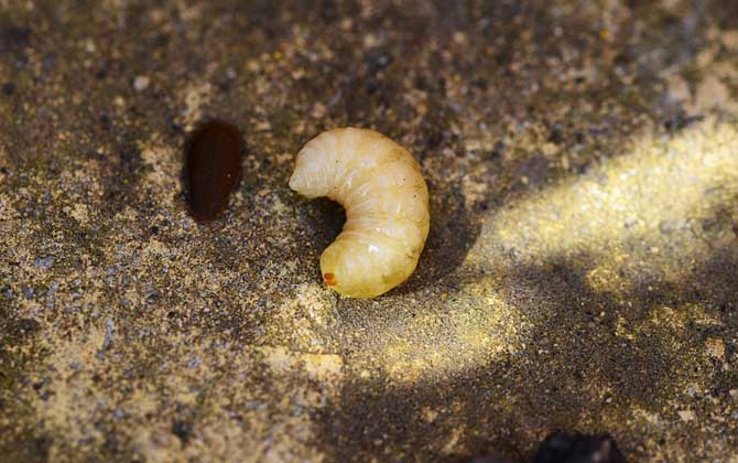 蜂王漿和蜂王胎的區別 蜂王胎