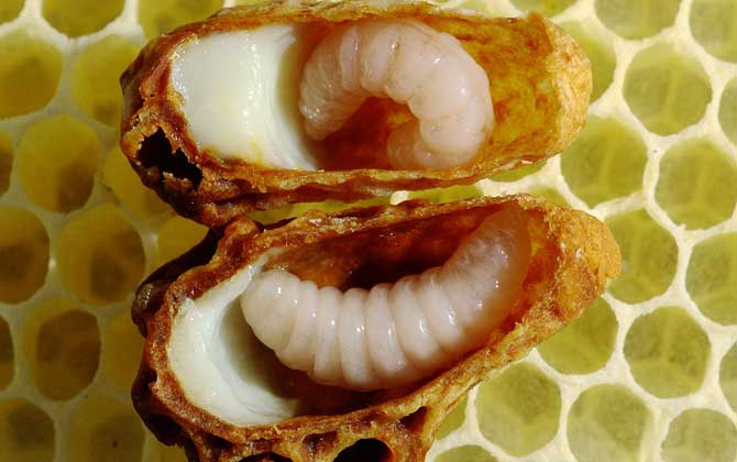蜂王胎不適合什么人吃? 蜂王胎