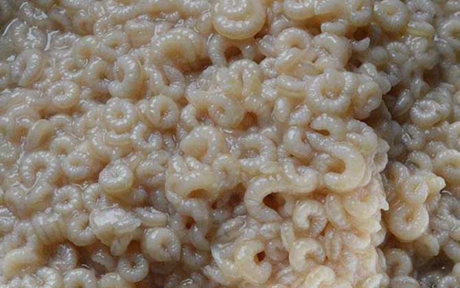 蜂王胎真的是騙局嗎? 蜂王胎